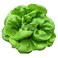 Aquaponic Lettuce Butterhead 1pc