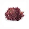 Kenya Red Frisee Lettuce