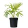 Livistona Palm 40-50 CM  Fresh Plants