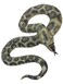 Smiffys Snake, Green For Unisex Adult