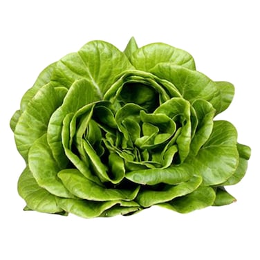Farm Fresh Green Butterhead Pack