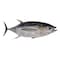 Fresh Whole Yellow Fin Tuna Fish