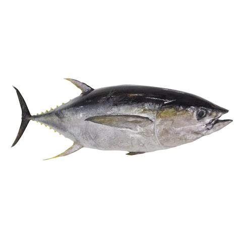 Fresh Whole Yellow Fin Tuna Fish