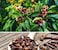 Vsell24 3Pack Clove Seeds For Planting Grow Lavanga Tree At Home NON GMO Spice Plant Vegetable Seeds With 98% Cleaness, 95% Purity, 85% Germination Rate 10g