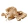 Mushroom Oyster 250G