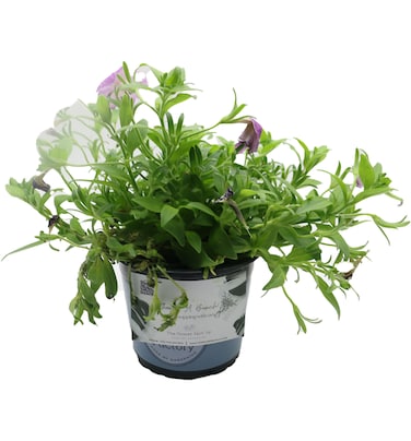 Classic Plants Gift Pot