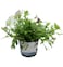 Classic Plants Gift Pot
