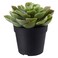Succulent 9Cm
