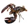 Frozen Lobster ( per kg )