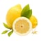 Lemon Import Bag