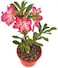 Adenium obesum or Desert Rose 30-40 CM   Fresh Flowering Plants