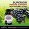 Bio Schwartz Natural Sambucus Elderberry 3-Way Immune Support With Vitamin C &amp; Zinc, Powerful Daily Vegan Herbal Gummy, 60 Gummies