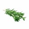 Rosemary Balady - 100 g