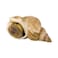 Whelk