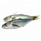 Mackerel