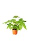 Fatisa Japonica, Fresh Indoor Plants&hellip;