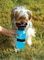 500Ml Outdoor Water Bottle for Dogs And Cats Pets Portable Aqua Dog Outdoor Walk Travel Squeeze Water Bottle Bowl Auto Dog Mugx2 pcs