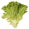 Lettuce Lollo Blonde Green