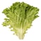 Farm Fresh Lettuce Lollo Blond Pack