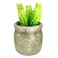 Mix Succulent Potted Plant 6Cm 3 Pieces