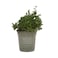 Thyme Pot
