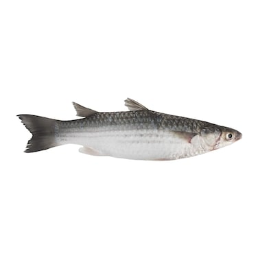 Big Mullet Fish