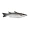 Big Mullet Fish
