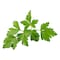 Coriander Sprouts - 100 gram