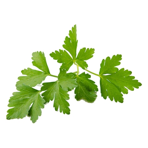Coriander Sprouts - 100 gram