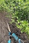 ABBASALI Pressure Sprayer Gardening Watering Tools &amp; Garden Scissor Heavy Duty (5 liter)