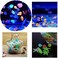 ALISSA 100Pcs Glow in the Dark Luminous Stone Conch Sea Shells - Mixed Colors