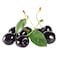 Black Cherry