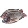 Fresh Tilapia Egypt