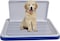 Dog Toilet Training, Dog Pee Training, Washable &amp; Easy To Clean, Dog Potty Tray, Keep Paws and Floor Clean, Portable, Durable, Indoor &amp; Outdoor, Blue &amp; Grey Color, Small Size, 51 Cm Length