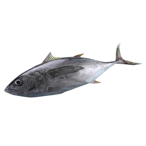 Fresh King Fish Steak