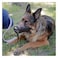 Ferplast Adjustable Dog Muzzle Large