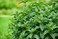 Peppermint Seeds   Model COD.BGAMEP001 Brand HORTUS   Origin Italy + Agricultural Perlite Box (5 LTR.) by GARDENZ