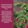 Organic India Brahmi-Gotu Kola Herbal Supplement Vegetarian Capsules Pack of 90