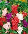 Pack of 3 Camellia Fairy Flower Seeds