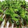 P&amp;N Fence With Artificial Plants, Expandable Green Leaves Wicker For Home Garden Villa Outdoor Decoration