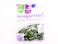 Sempertex 50 pcs,12" Round Balloons, Fashion Eucalyptus