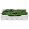 ZEIN CHILI GREEN ZEIN FOAM 51007