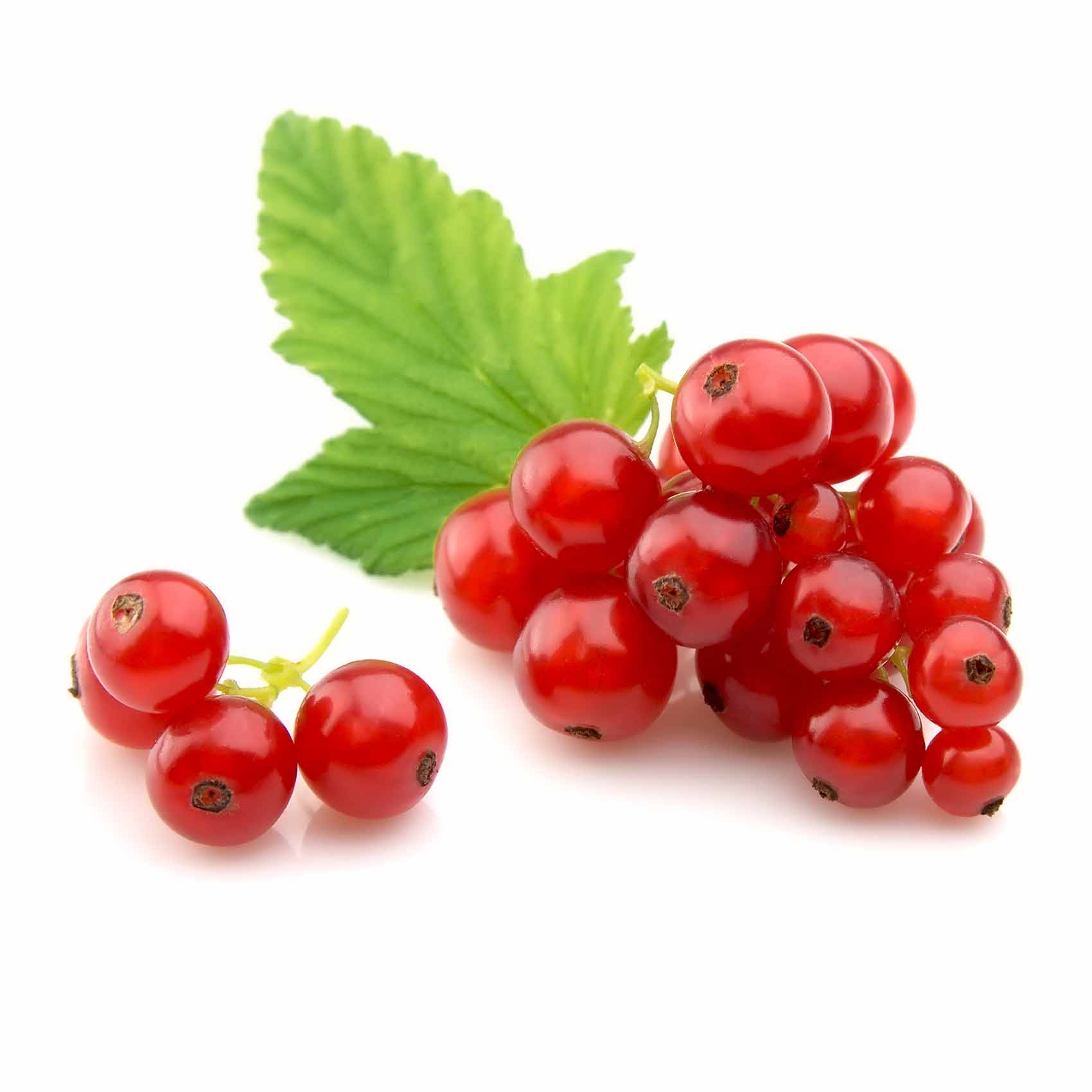 Red Currant Pack