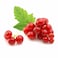 Red Currant Pack