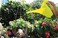 Abbasali Plastic Watering Can - 1.8 L Easy Pour Watering Pot With Long Spout For Bonsai Indoors And Outdoors