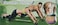 Sky Land Two Wheel Abdominal Trainer
