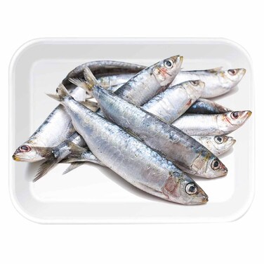 Sardine Fish
