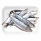 Sardine Fish