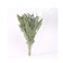 Herbs Sage 50g