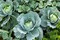 Vsell24 Garden Pea Seeds, 3 Packs of 10g Each, Easy Growing NON-GMO Home Garden Seeds With 98% Cleaness, 95% Purity, 85% Germination Rate
